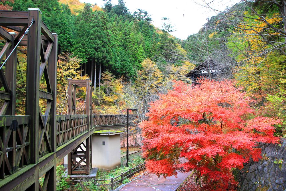 檜原都民の森の画像 - 2枚目