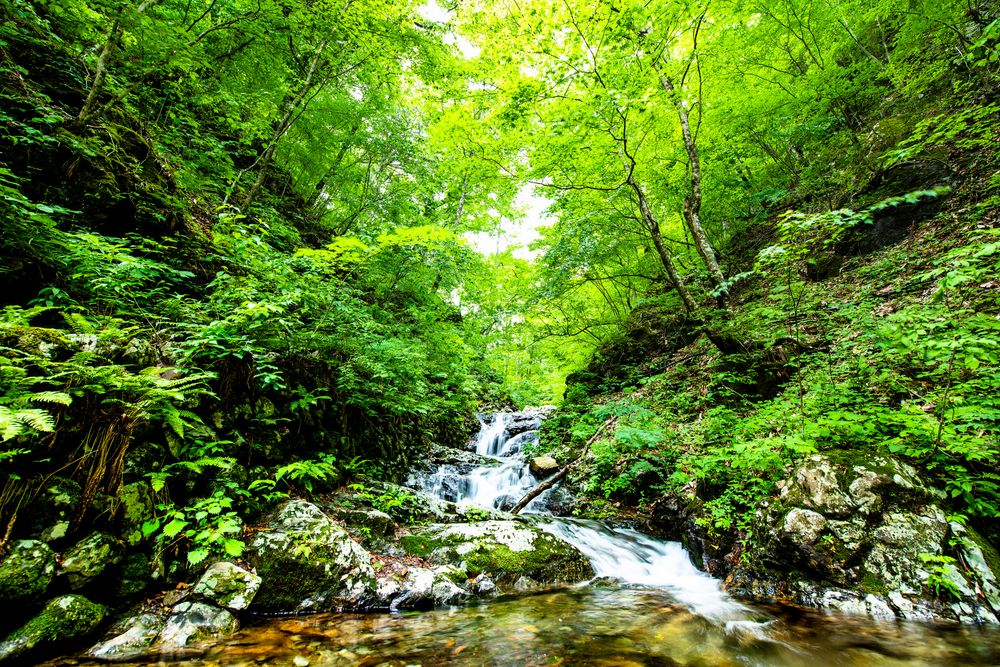 檜原都民の森の画像 - 3枚目