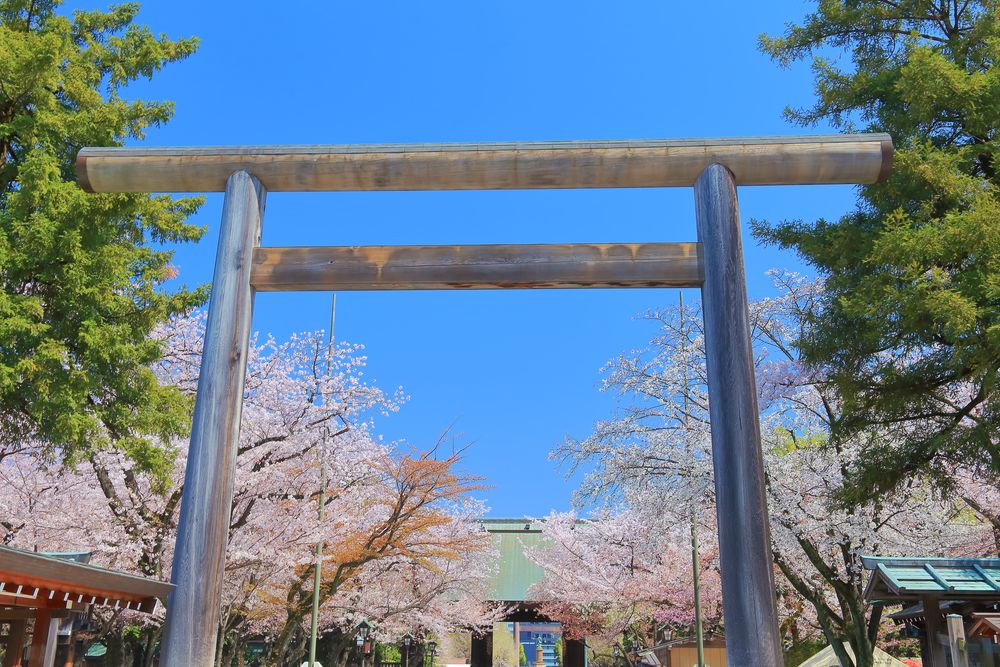 靖國の桜の画像 - 2枚目