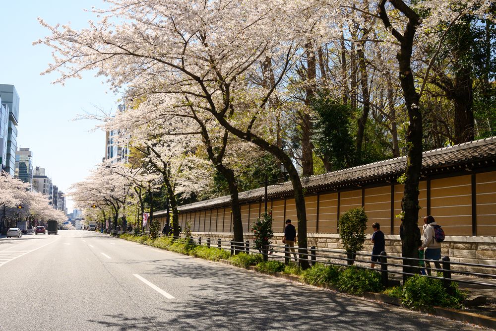 靖國の桜の画像 - 3枚目