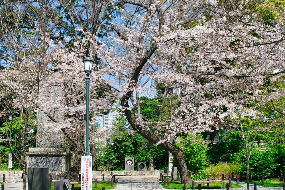 靖國の桜の画像 - 5枚目