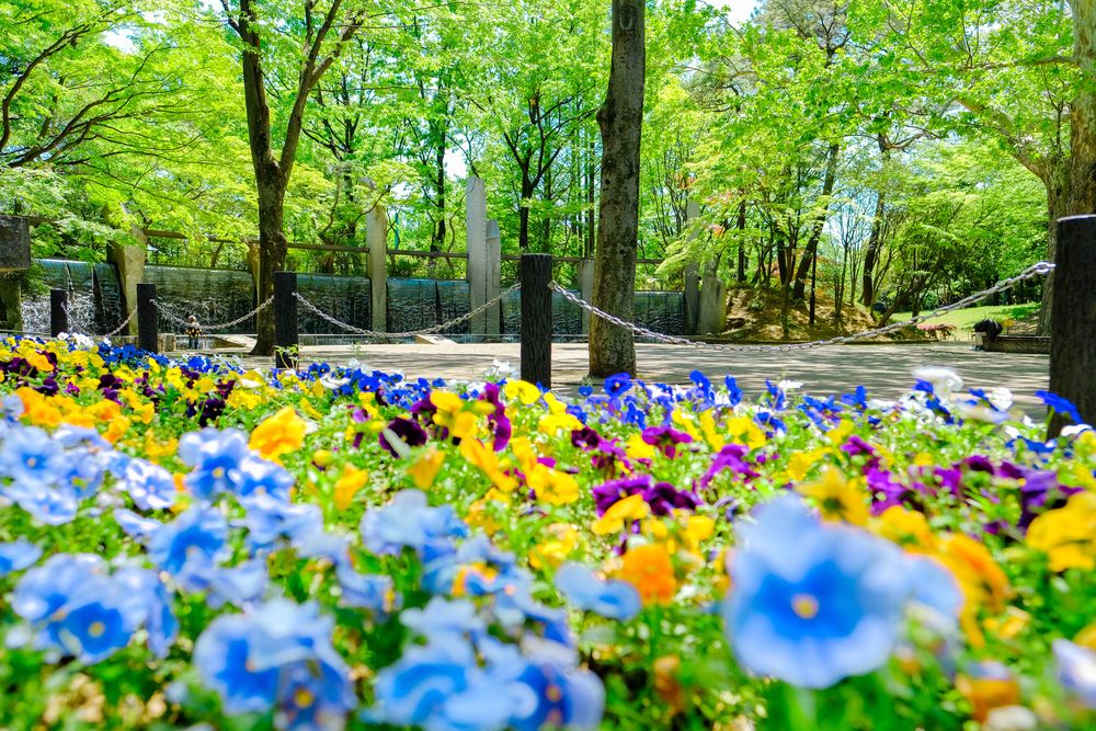 杉並区立蚕糸の森公園の画像 - 5枚目