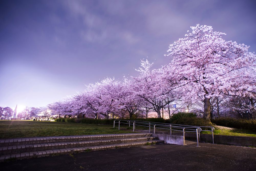猿江恩賜公園の画像 - 2枚目