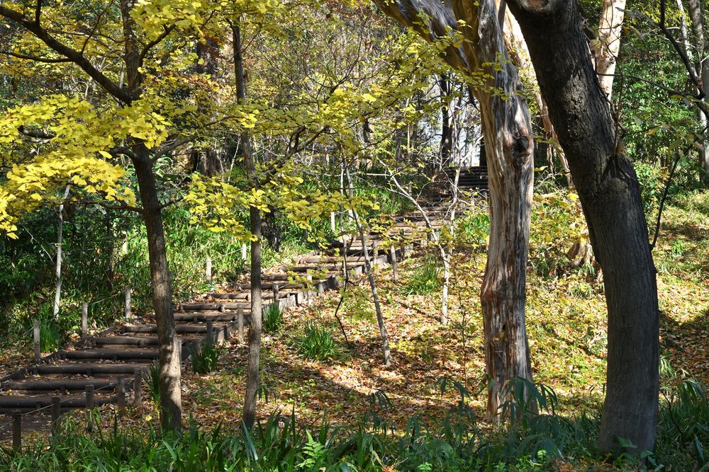 林試の森公園の画像 - 5枚目