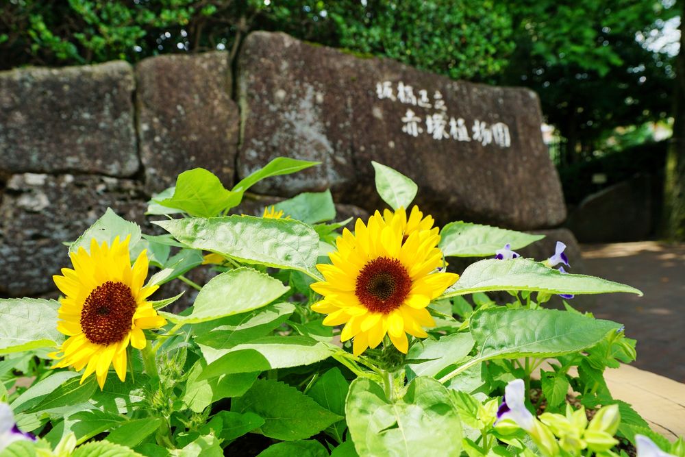 板橋区立赤塚植物園の画像 - 2枚目