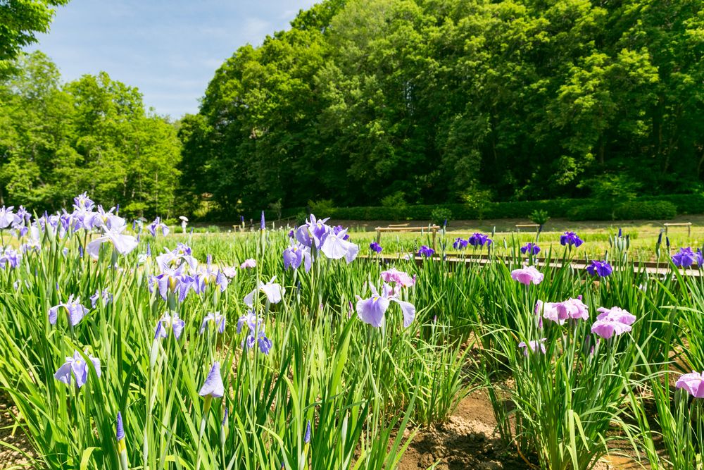吹上しょうぶ公園の画像 - 2枚目