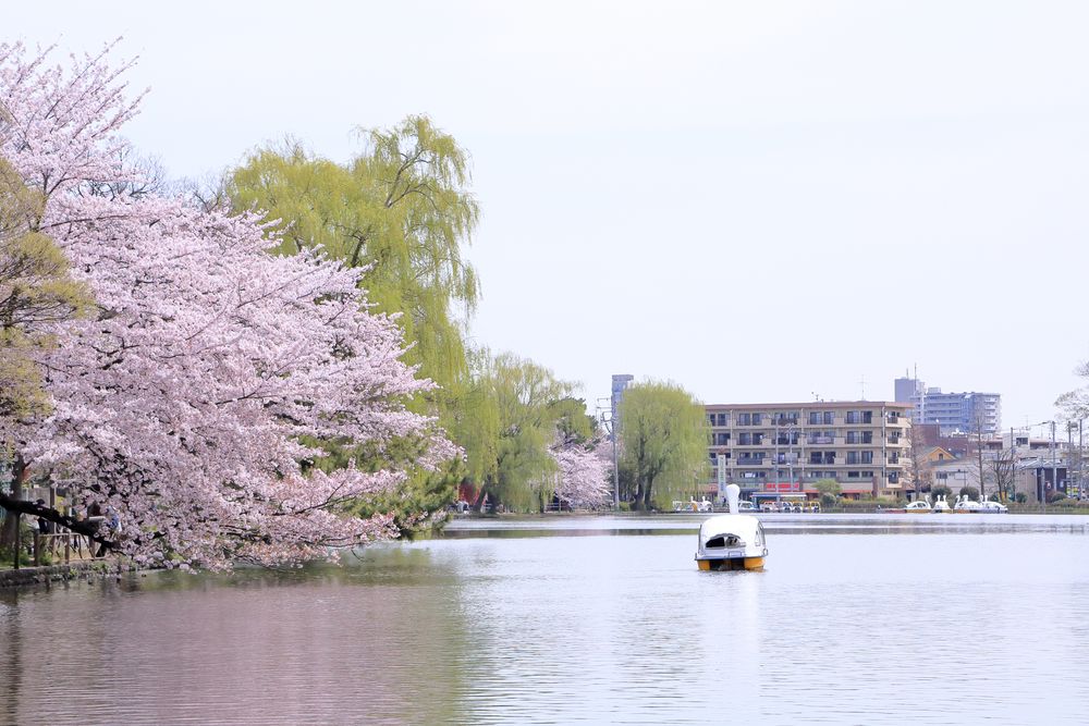 石神井公園 さくら広場の画像 - 2枚目