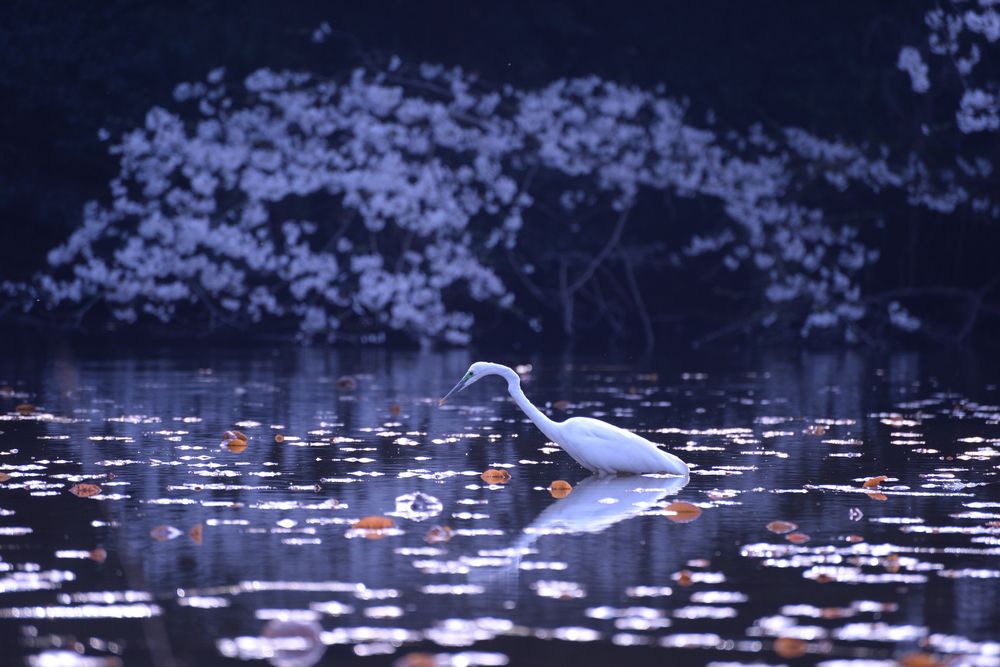石神井公園 さくら広場の画像 - 3枚目