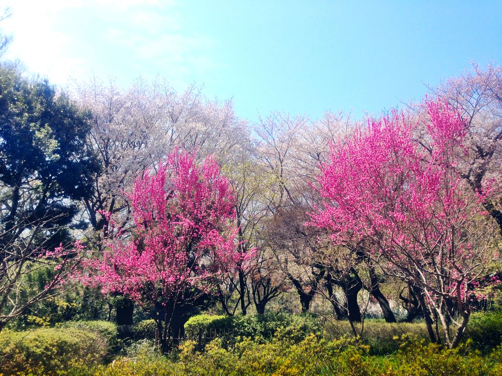 石神井公園 さくら広場の画像 - 4枚目
