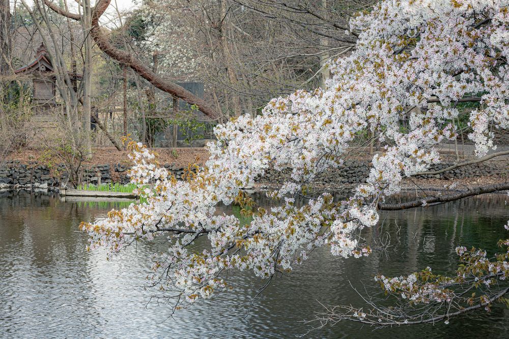 石神井公園 さくら広場の画像 - 5枚目