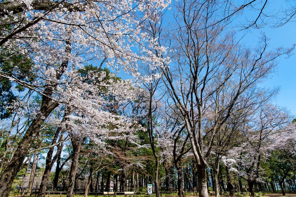 石神井公園 さくら広場の画像 - 6枚目