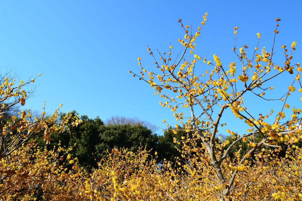 忠生公園の画像 - 2枚目