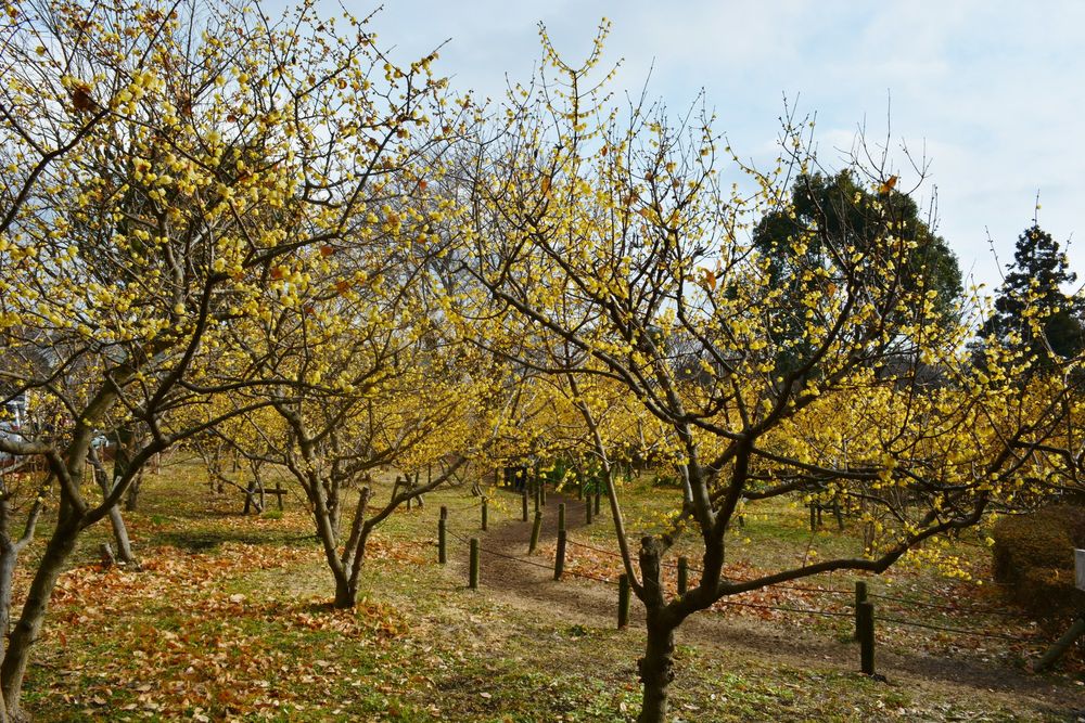 忠生公園