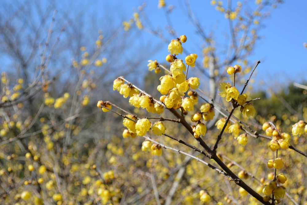 忠生公園の画像 - 4枚目