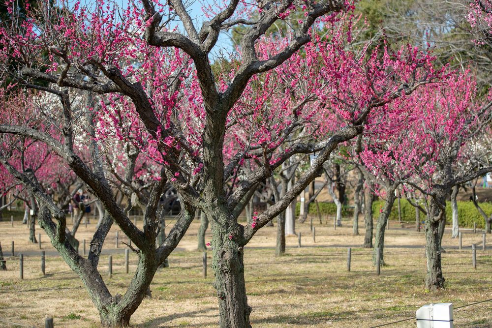 青葉の森公園の画像 - 2枚目