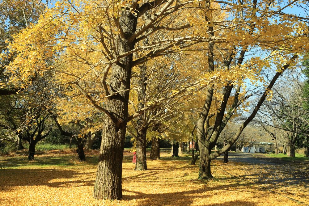 青葉の森公園の画像 - 5枚目