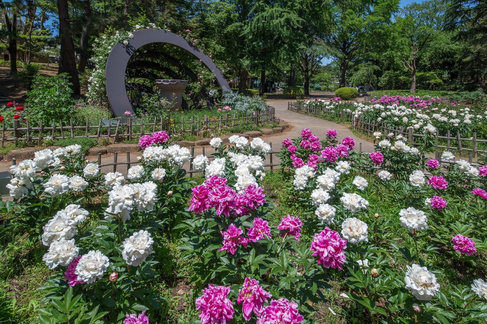 千葉公園の画像 - 2枚目