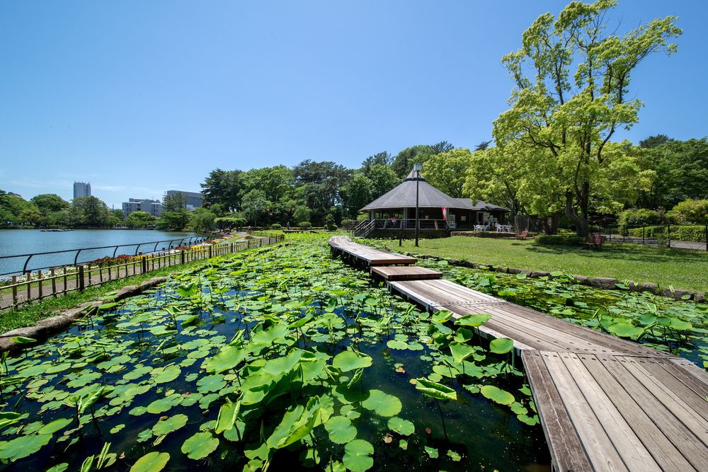 千葉公園の画像 - 3枚目