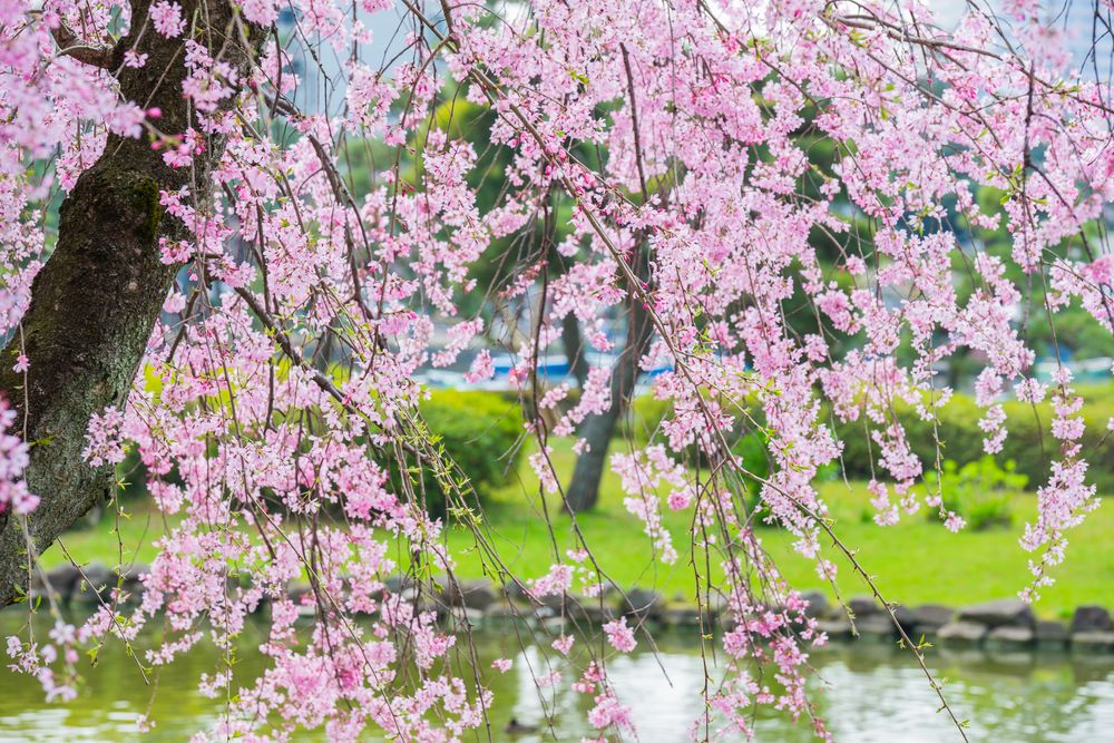 千葉公園の画像 - 4枚目