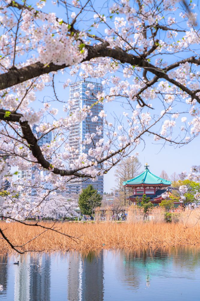 不忍池の画像 - 2枚目