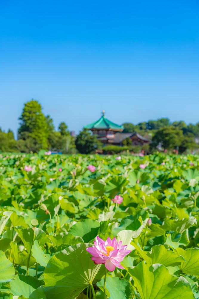 不忍池の画像 - 3枚目