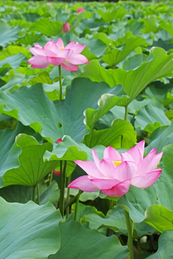 不忍池の画像 - 5枚目