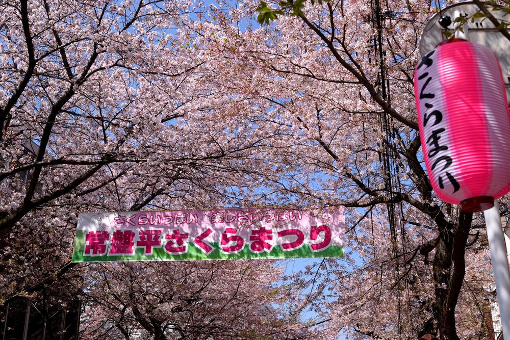 常盤平さくら通りの画像 - 2枚目