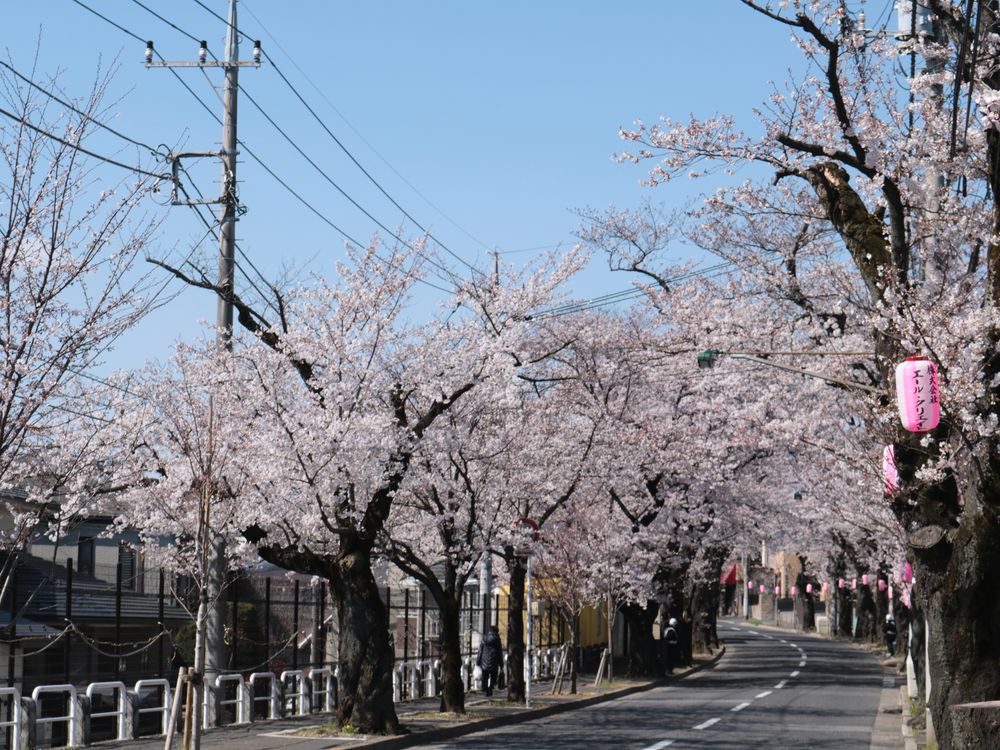 常盤平さくら通りの画像 - 3枚目