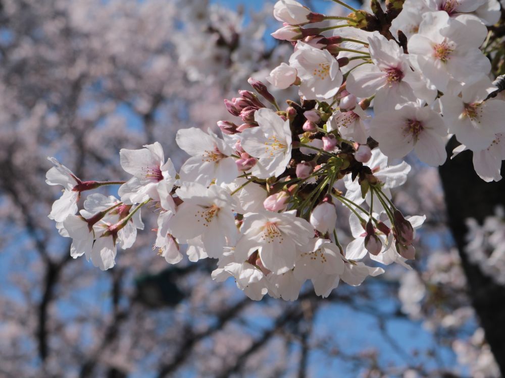 常盤平さくら通りの画像 - 4枚目