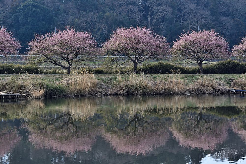 新川遊歩道の画像 - 3枚目