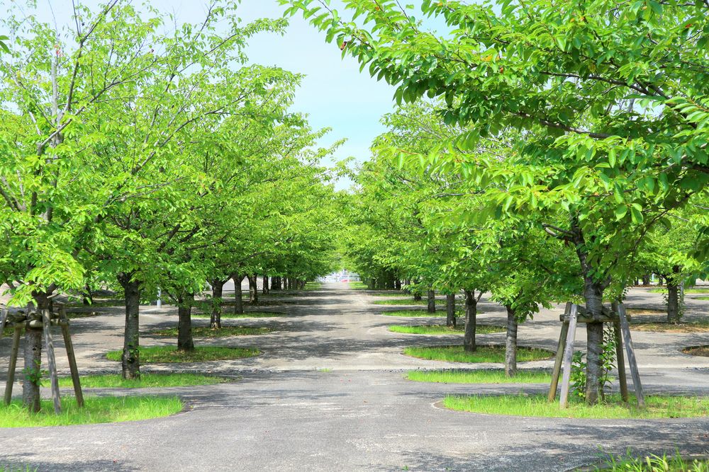 さくら広場の画像 - 2枚目