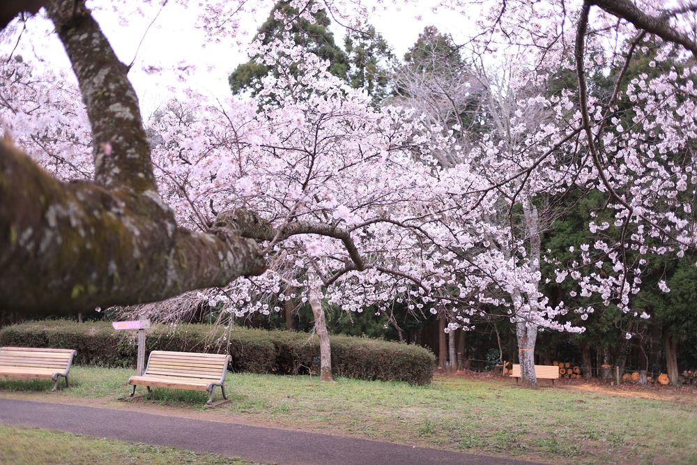 泉自然公園の画像 - 5枚目