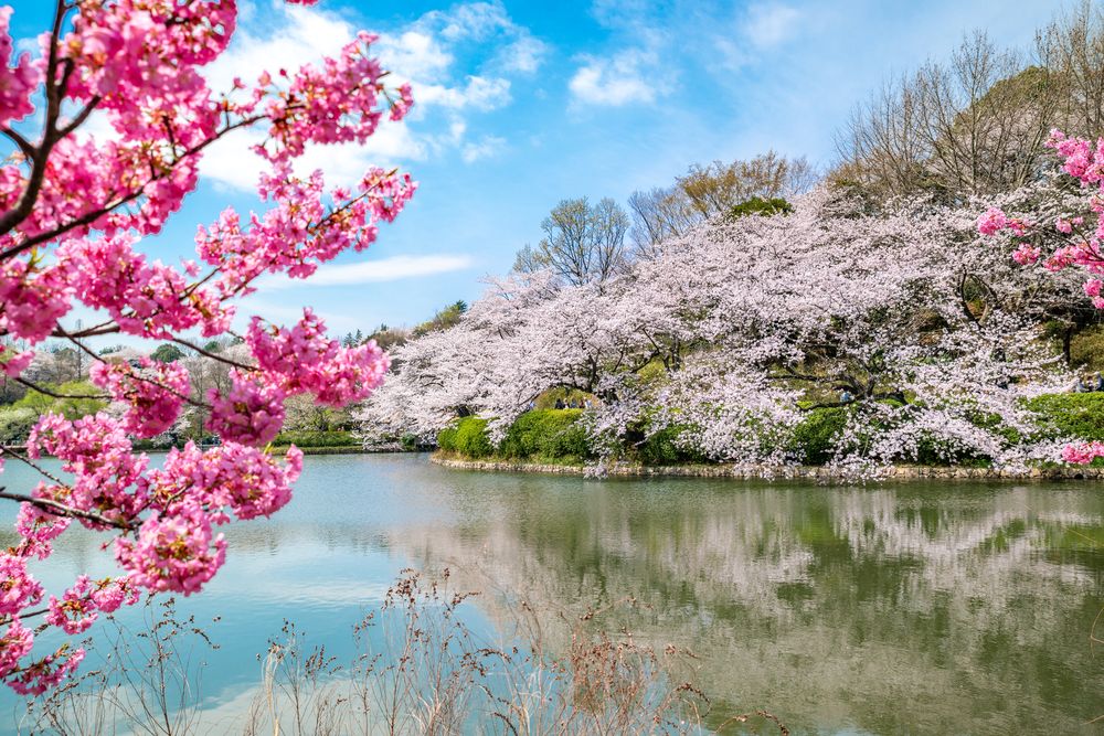三ツ池公園の画像 - 3枚目