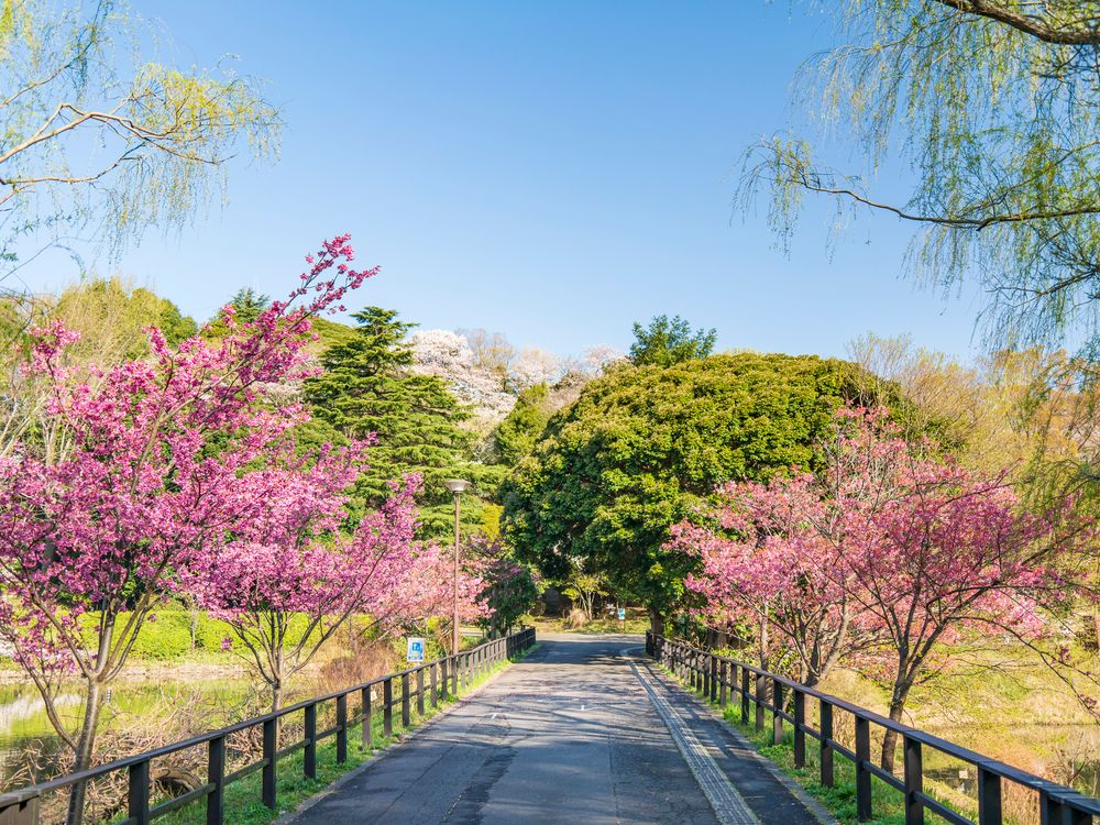 三ツ池公園の画像 - 4枚目