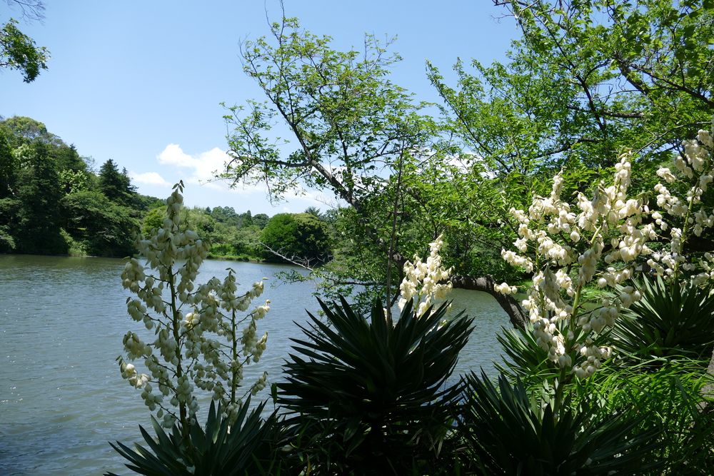 三ツ池公園の画像 - 5枚目