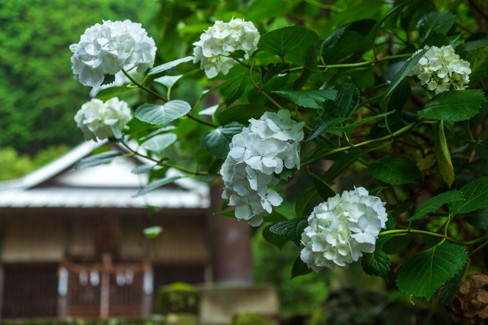 宝蓮寺 大日堂の画像 - 4枚目