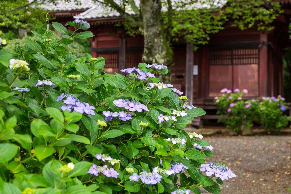 宝蓮寺 大日堂の画像 - 5枚目