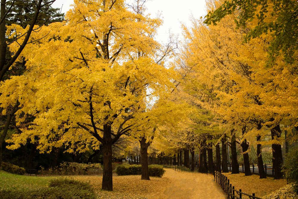 保土ヶ谷公園の画像 - 2枚目