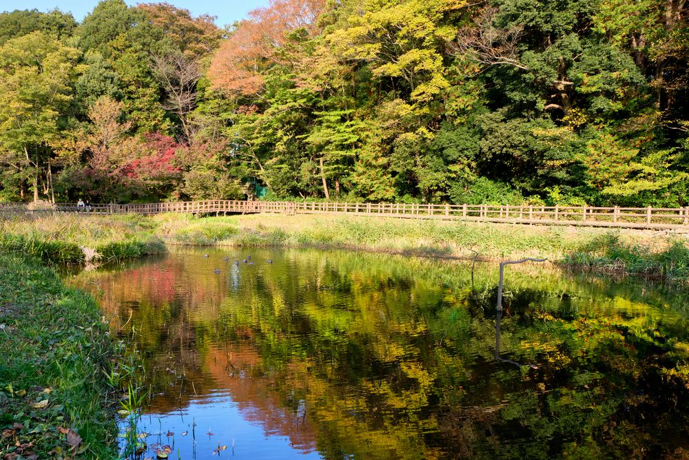 泉の森の画像 - 4枚目