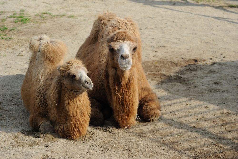 天王寺動物園の画像 - 3枚目