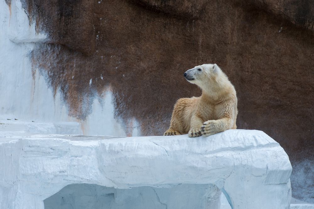 天王寺動物園の画像 - 4枚目