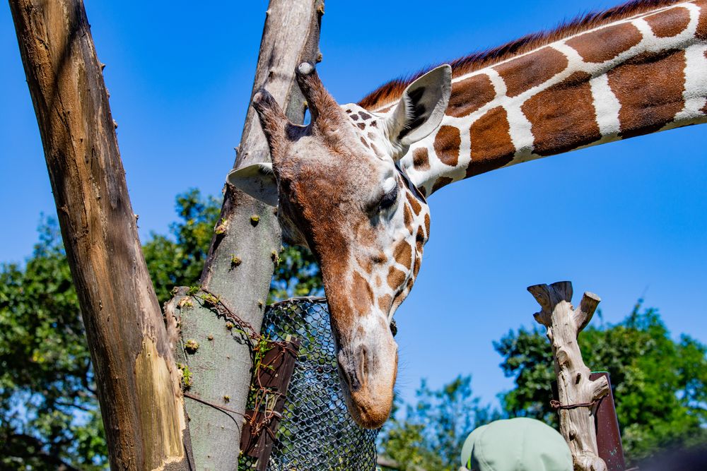 天王寺動物園の画像 - 5枚目