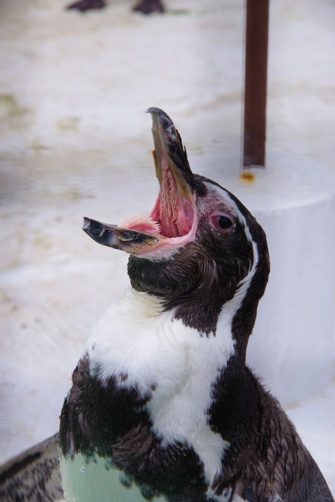 天王寺動物園の画像 - 6枚目