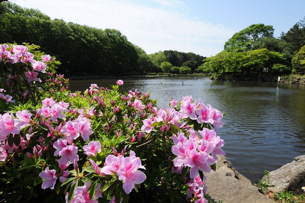 こども自然公園（大池公園）の画像 - 2枚目