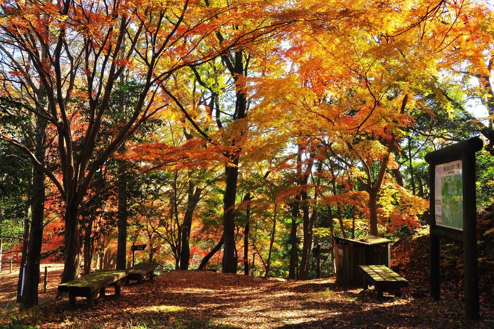 飯山白山森林公園の画像 - 4枚目