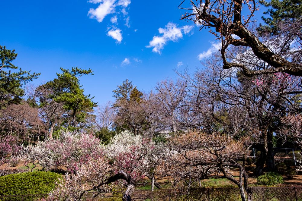 大倉山公園 梅林の画像 - 2枚目