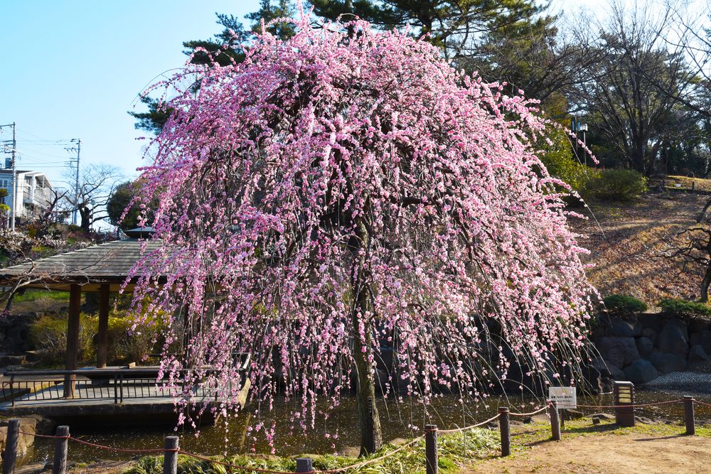 大倉山公園 梅林の画像 - 4枚目