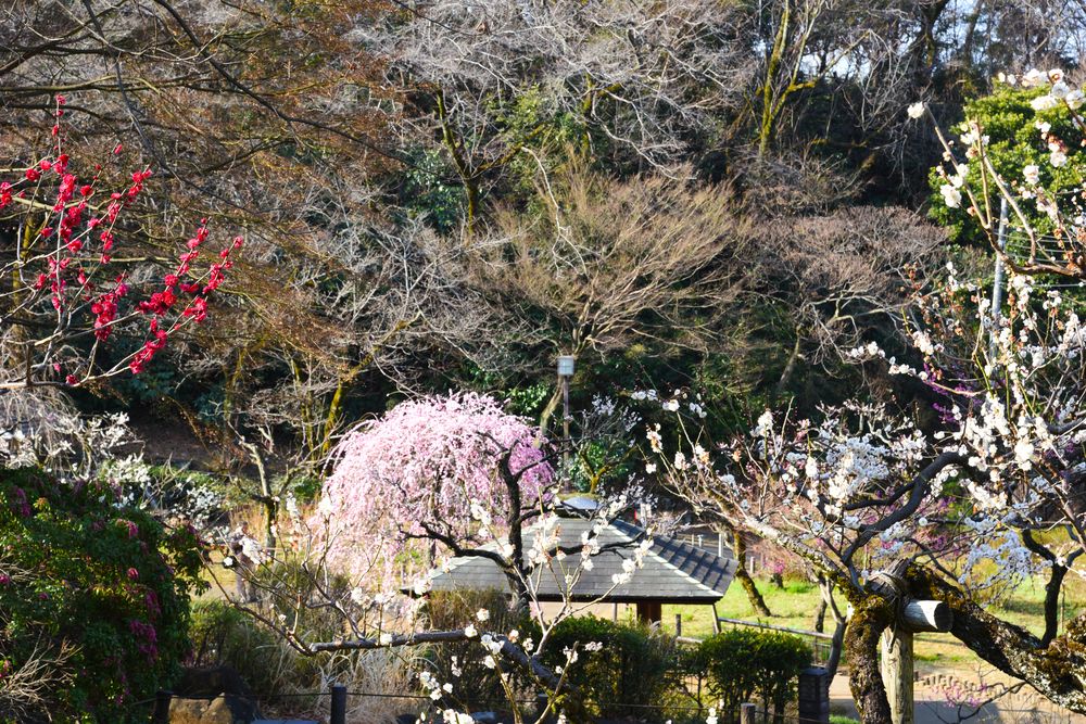 大倉山公園 梅林の画像 - 5枚目