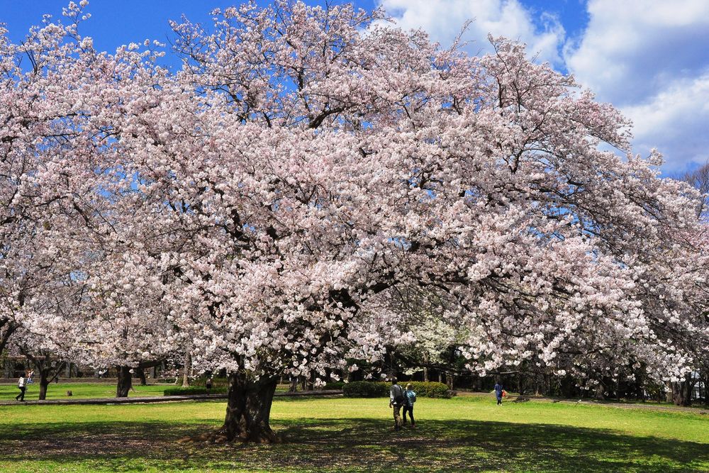 大庭城址公園の画像 - 5枚目