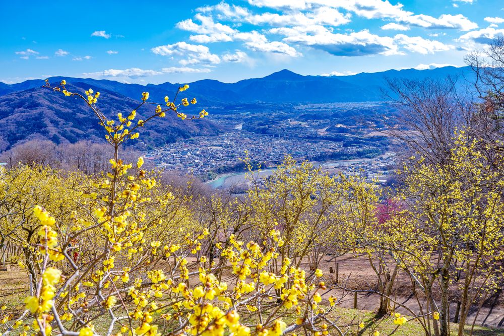 宝登山臘梅園の画像 - 2枚目
